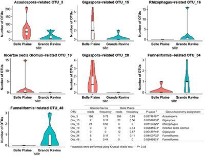 Molecular Characterization of Arbuscular Mycorrhizal Fungi in an Agroforestry System Reveals the Predominance of Funneliformis spp. Associated with Colocasia esculenta and Pterocarpus officinalis Adult Trees and Seedlings